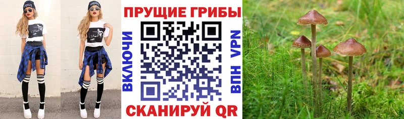 Галлюциногенные грибы Psilocybe  Дно 